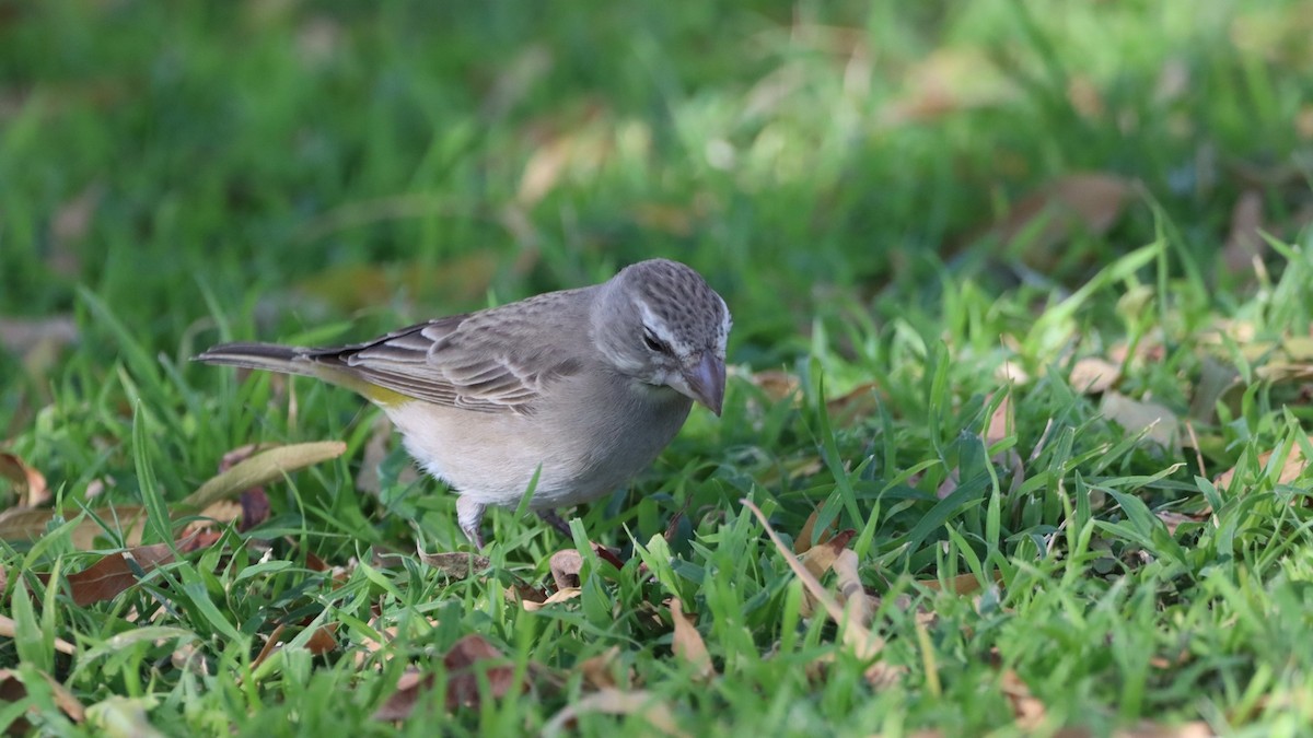 White-throated Canary - ML623229878