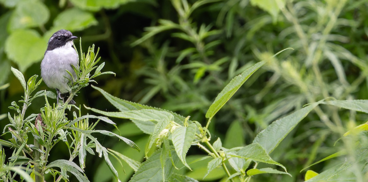 Gray Bushchat - Friedemann Arndt