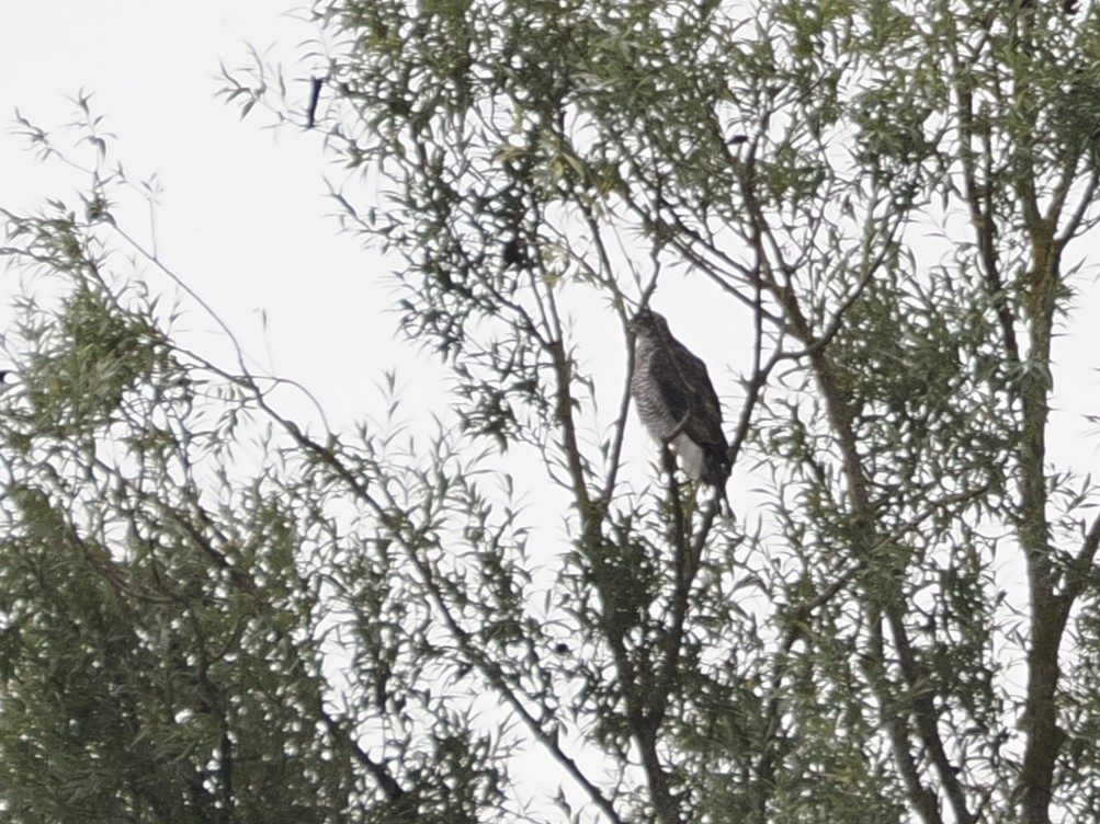 Eurasian Goshawk - ML623229916