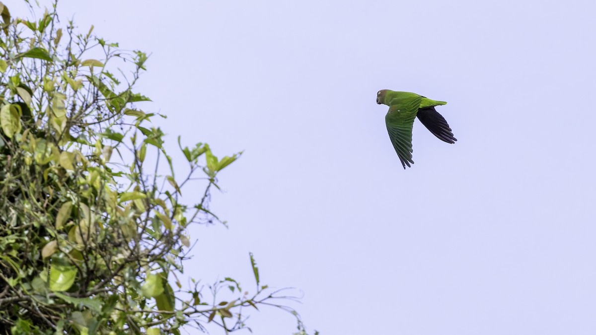 Red-cheeked Parrot - ML623229945