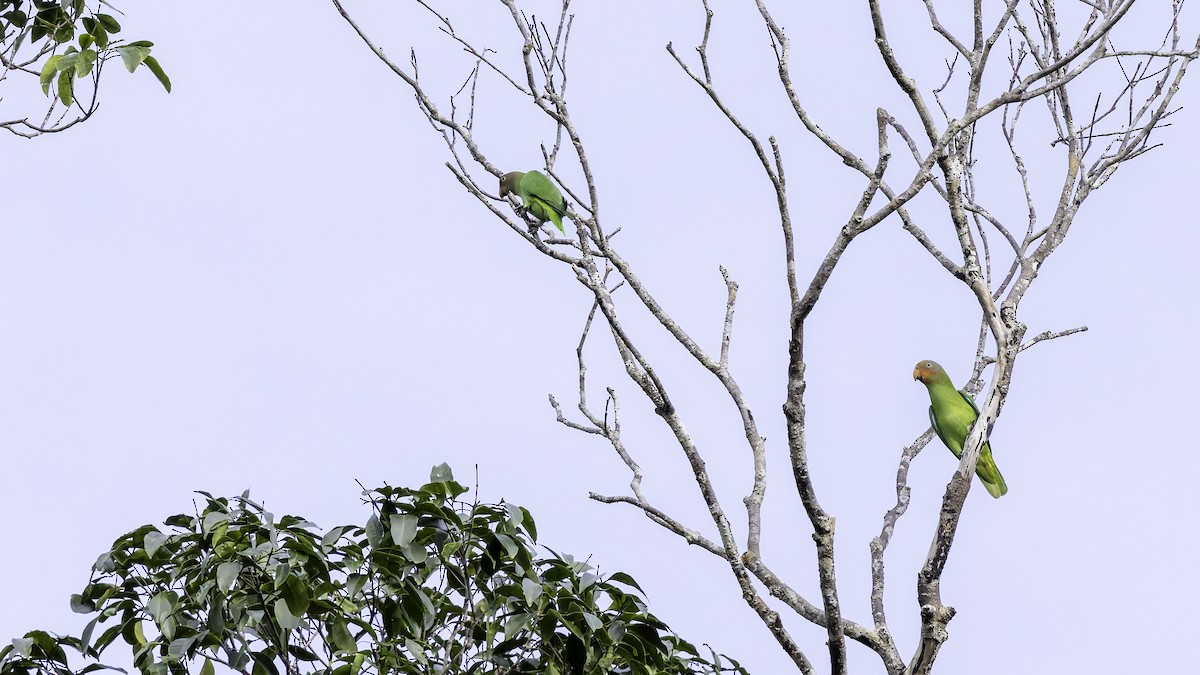 Red-cheeked Parrot - ML623229949