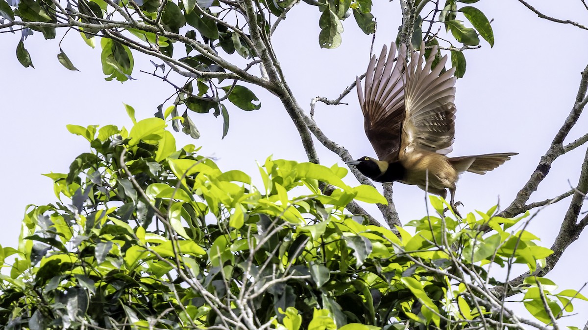 Raggiana Bird-of-Paradise - ML623229961