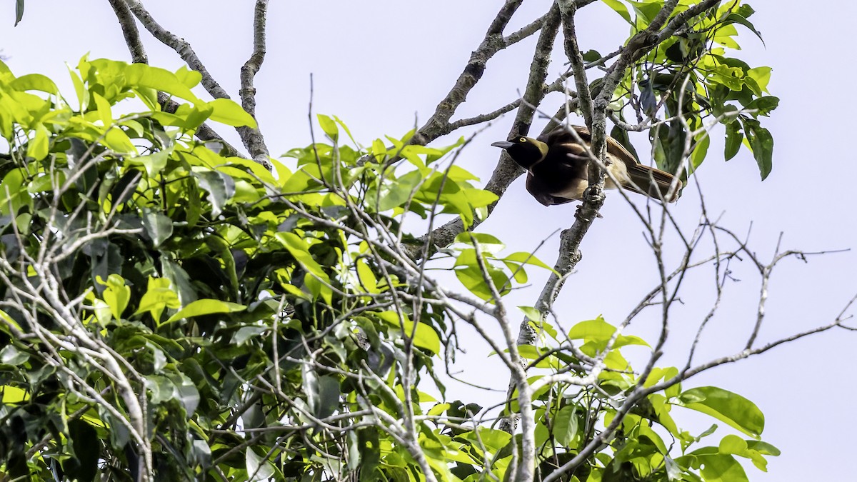 Raggiana Bird-of-Paradise - ML623229963