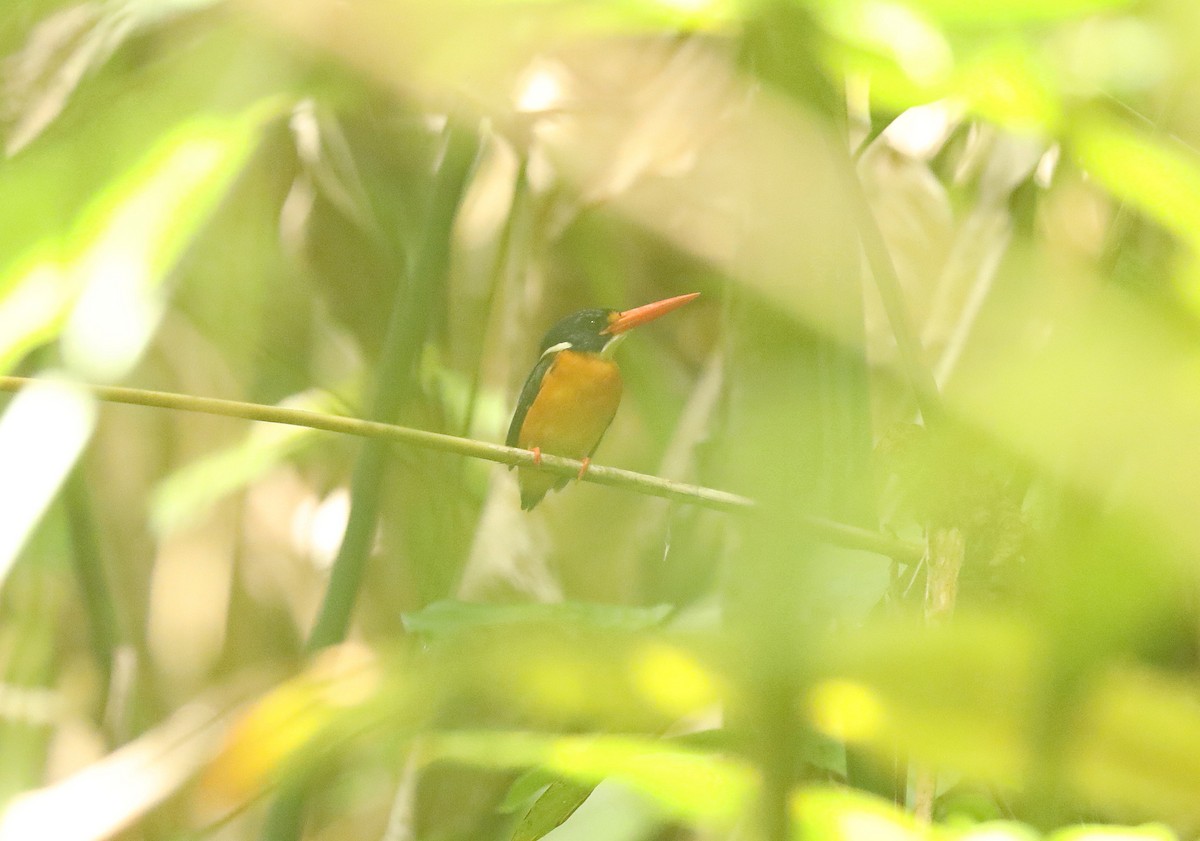 Moluccan Dwarf-Kingfisher - ML623229975