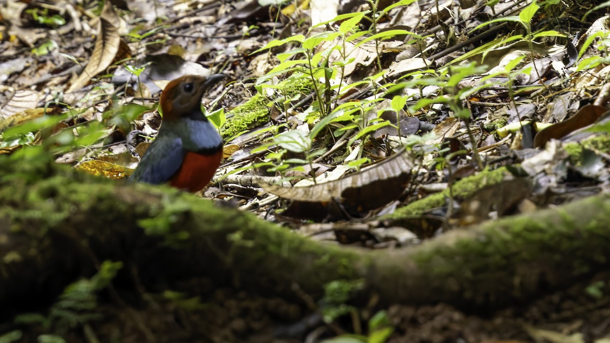 South Papuan Pitta - Robert Tizard