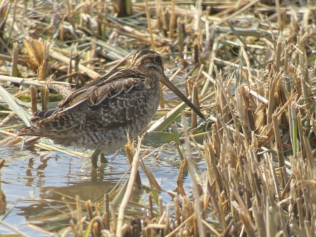 Common Snipe - Bob Hunter