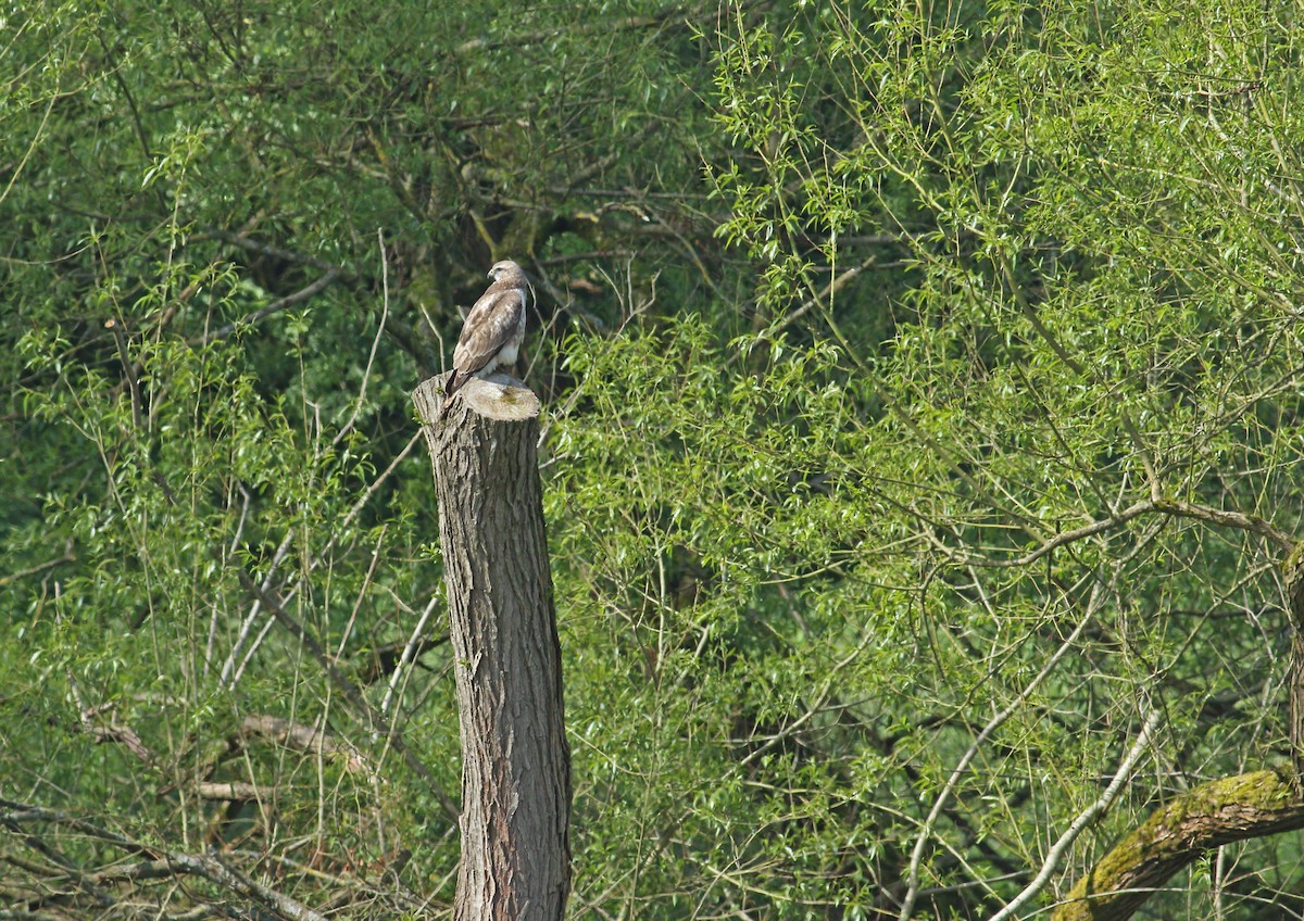 Common Buzzard - Andrew Steele