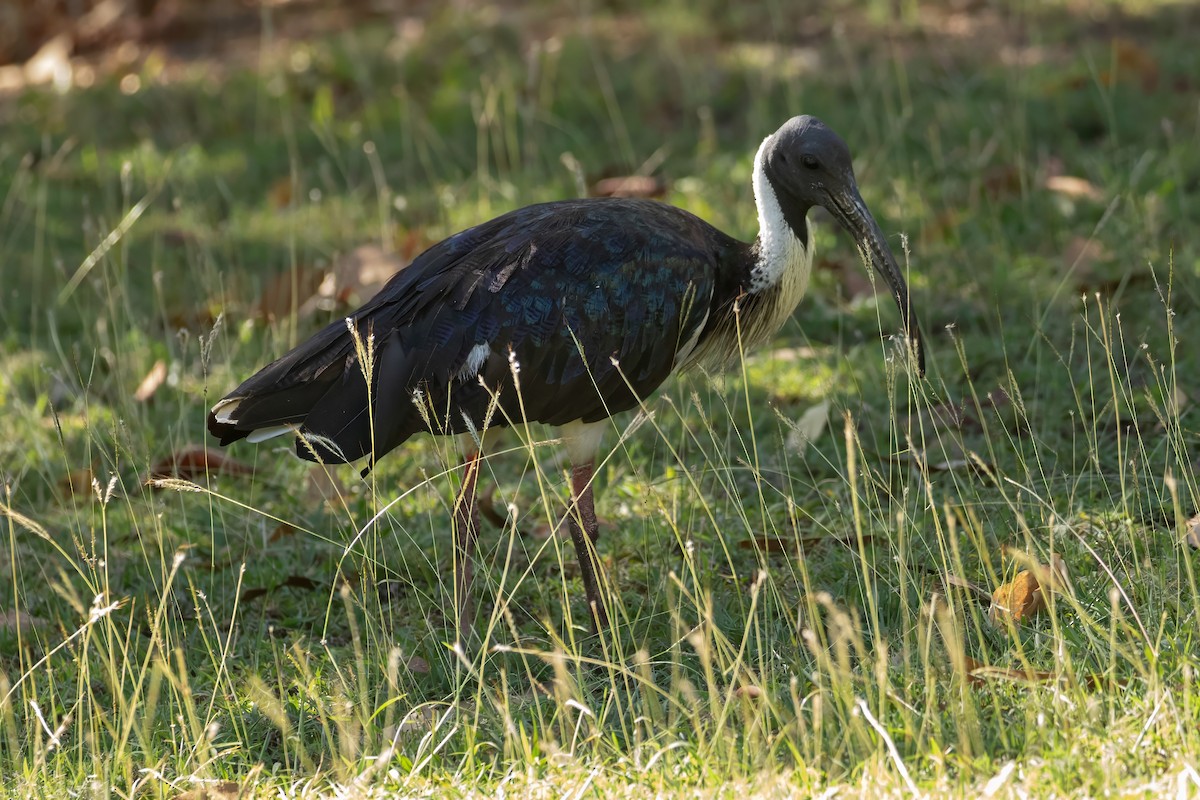 Straw-necked Ibis - ML623230099