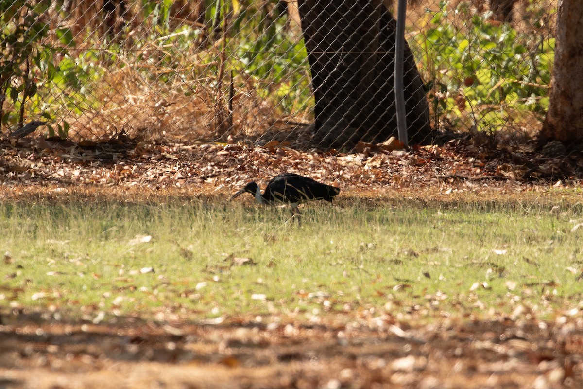 Straw-necked Ibis - ML623230100