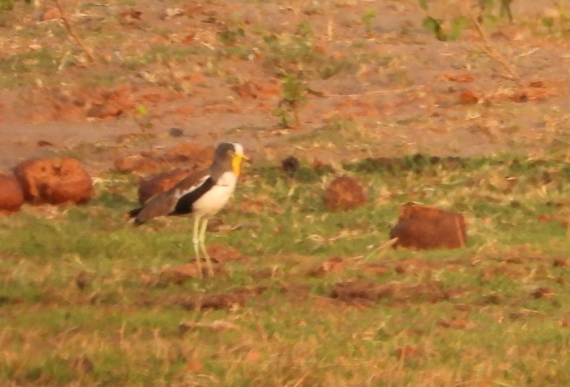 White-crowned Lapwing - ML623230108