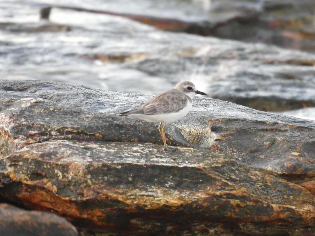 Greater Sand-Plover - ML623230112