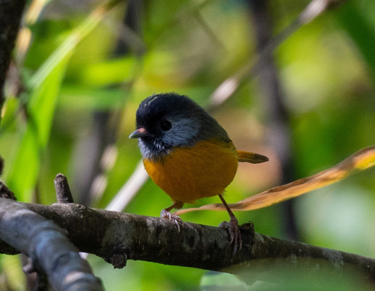 Golden-breasted Fulvetta - ML623230116