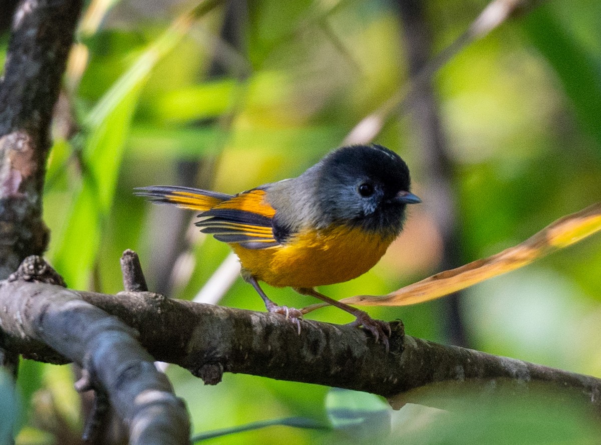 Golden-breasted Fulvetta - ML623230117