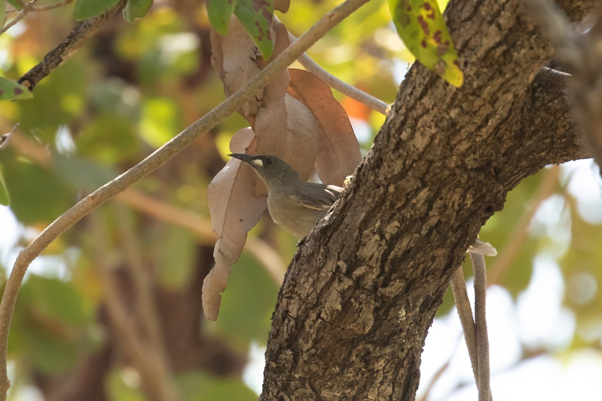 White-gaped Honeyeater - ML623230118