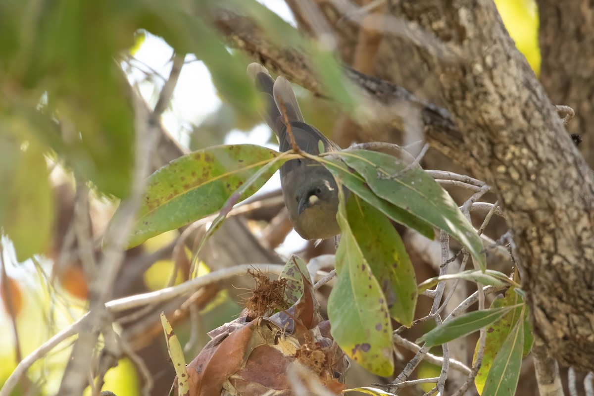 White-gaped Honeyeater - ML623230119