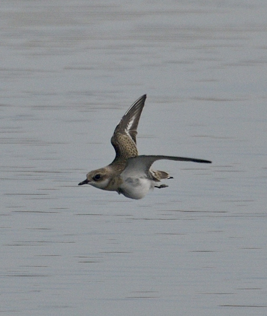 Tibetan Sand-Plover - ML623230142