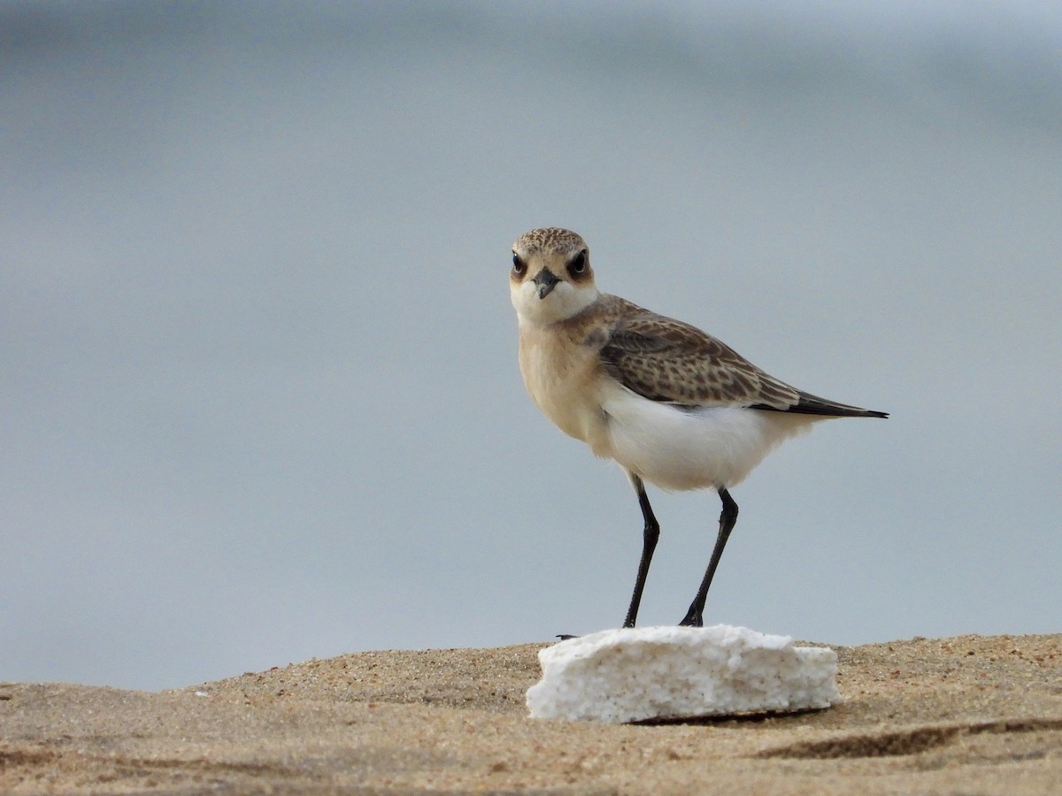 Tibetan Sand-Plover - ML623230143