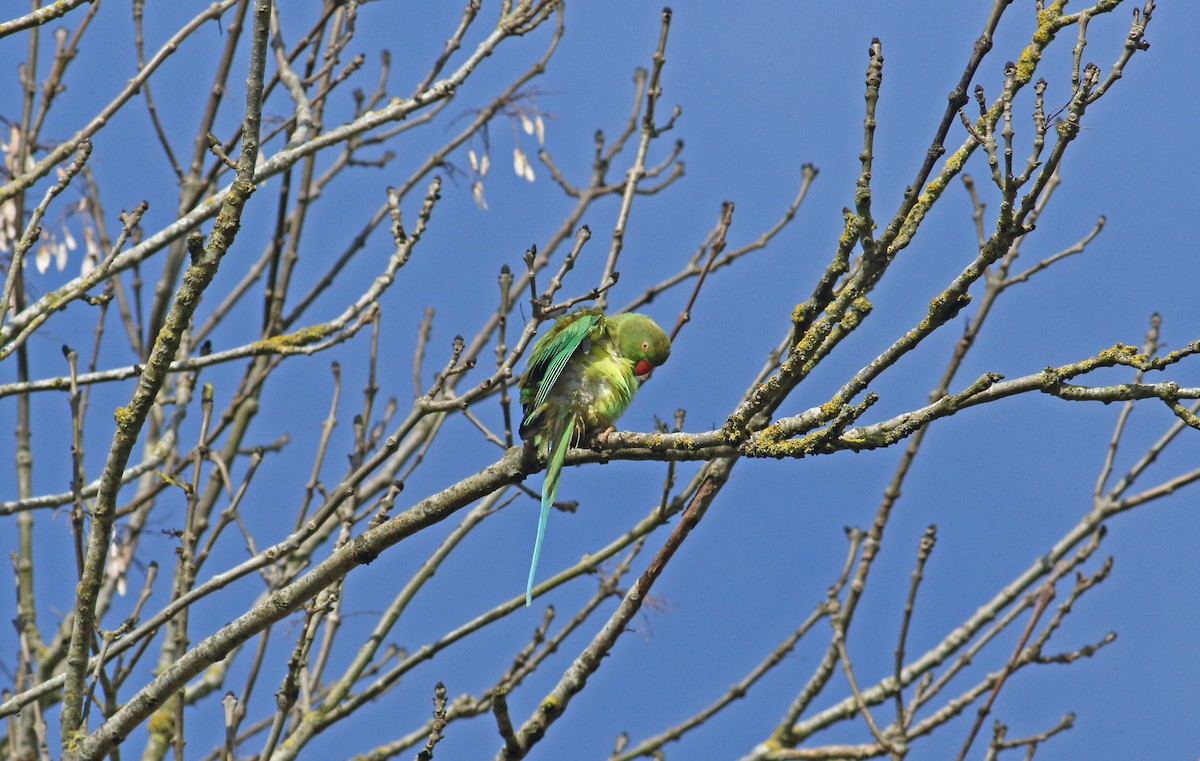 Rose-ringed Parakeet - Andrew Steele