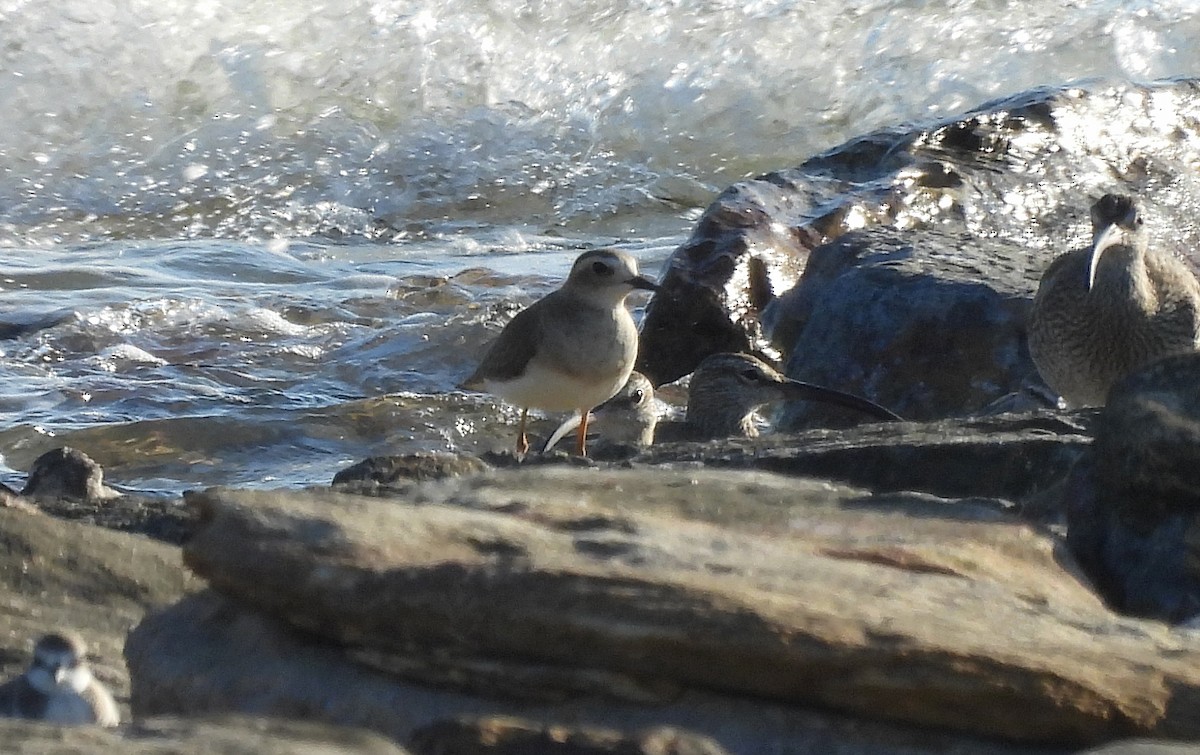 Oriental Plover - ML623230167