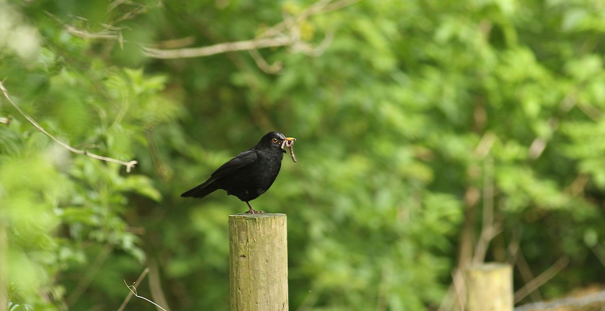 Eurasian Blackbird - Andrew Steele