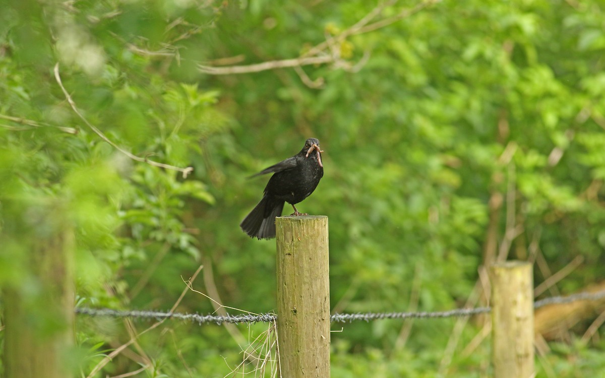 Eurasian Blackbird - Andrew Steele