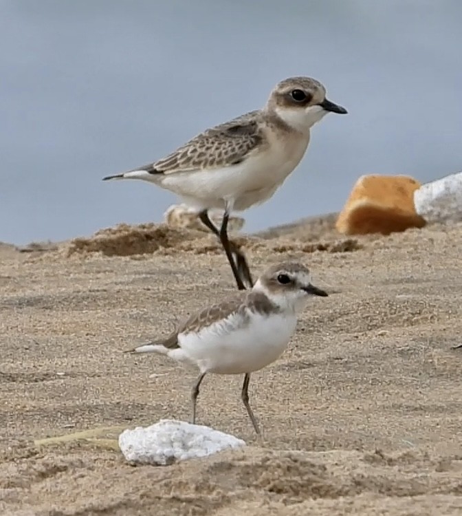 Kentish Plover - ML623230180