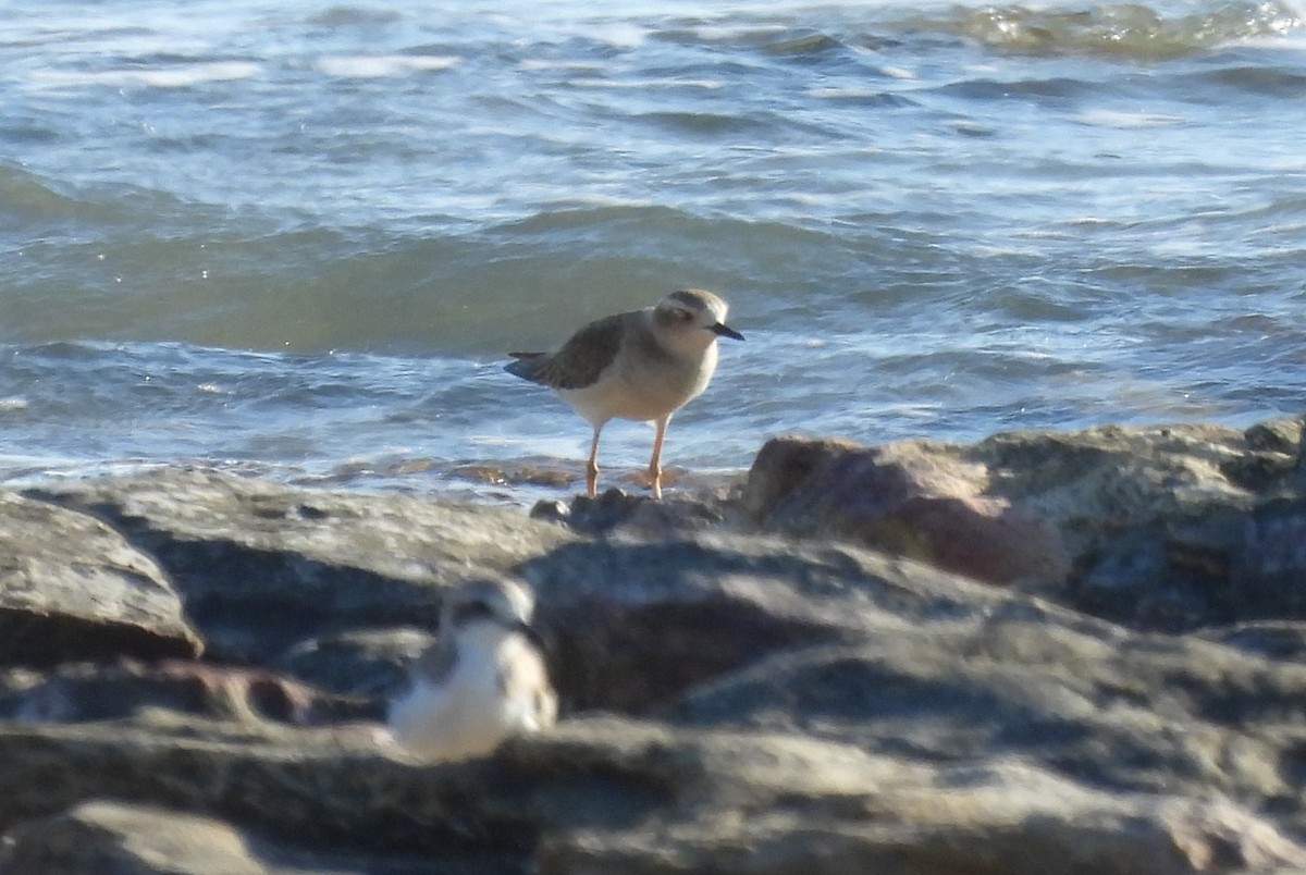 Oriental Plover - ML623230217