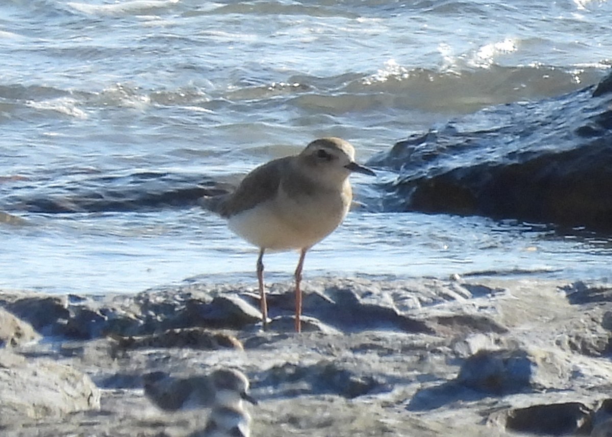 Oriental Plover - ML623230218