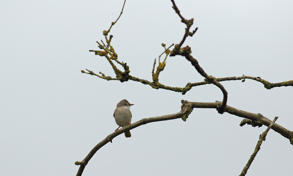 Greater Whitethroat - Andrew Steele