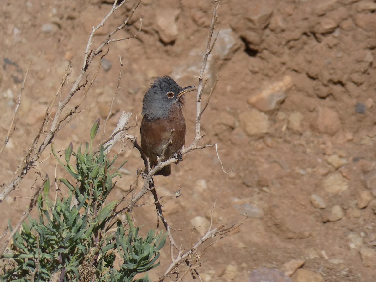 Tristram's Warbler - ML623230298