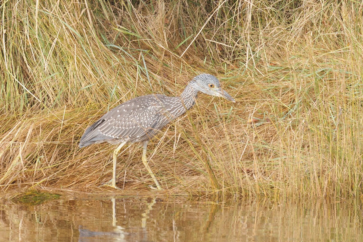 Krabbenreiher - ML623230329