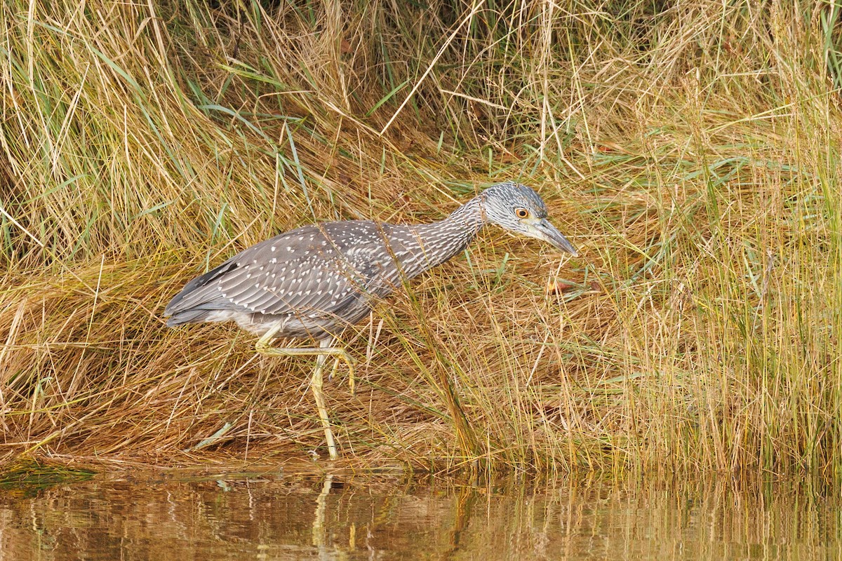 Krabbenreiher - ML623230333