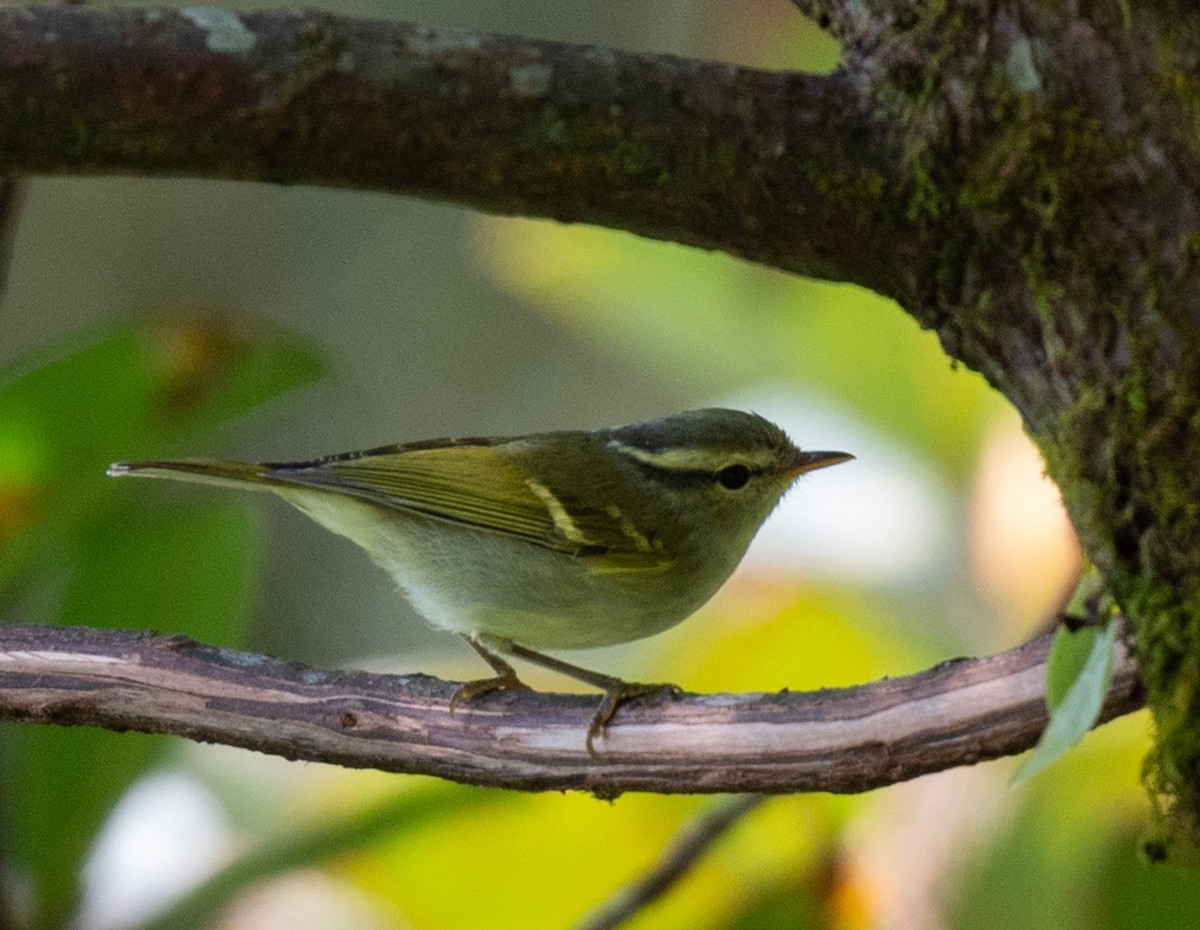 Blyth's Leaf Warbler - ML623230368