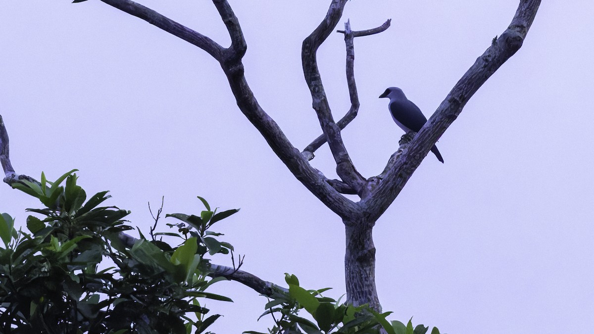 Manus Cuckooshrike - ML623230405