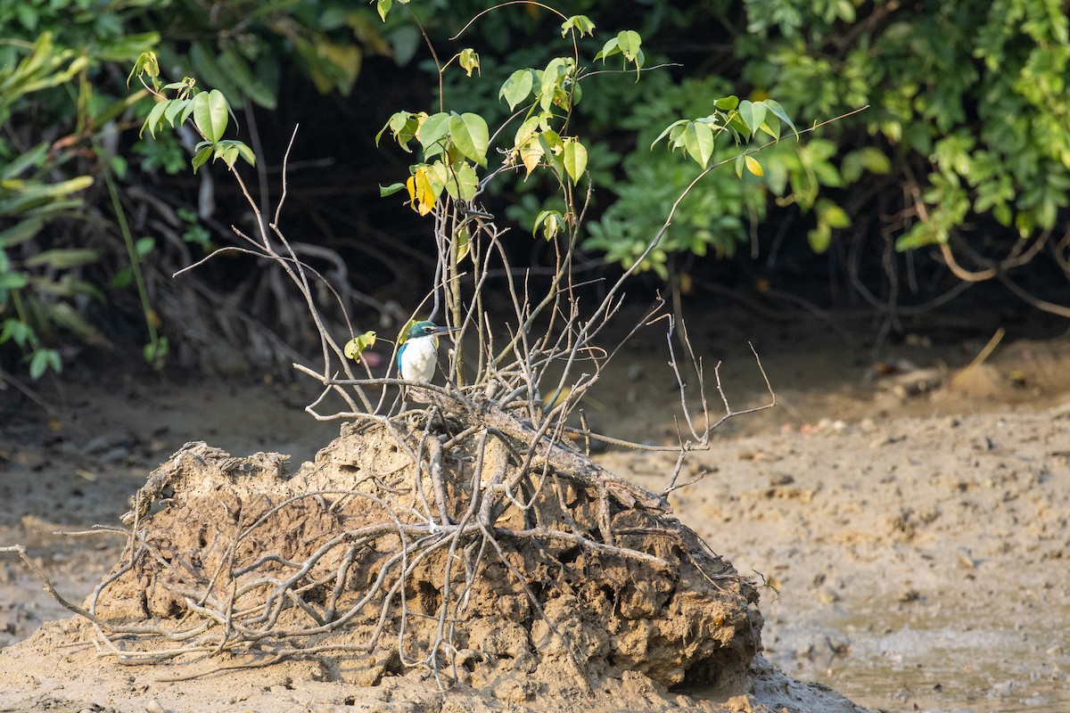 Collared Kingfisher - Kalpesh Krishna