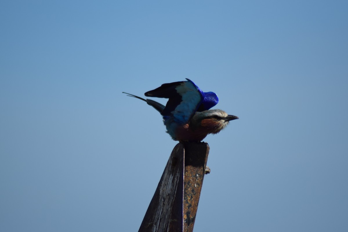 Lilac-breasted Roller - ML623230546