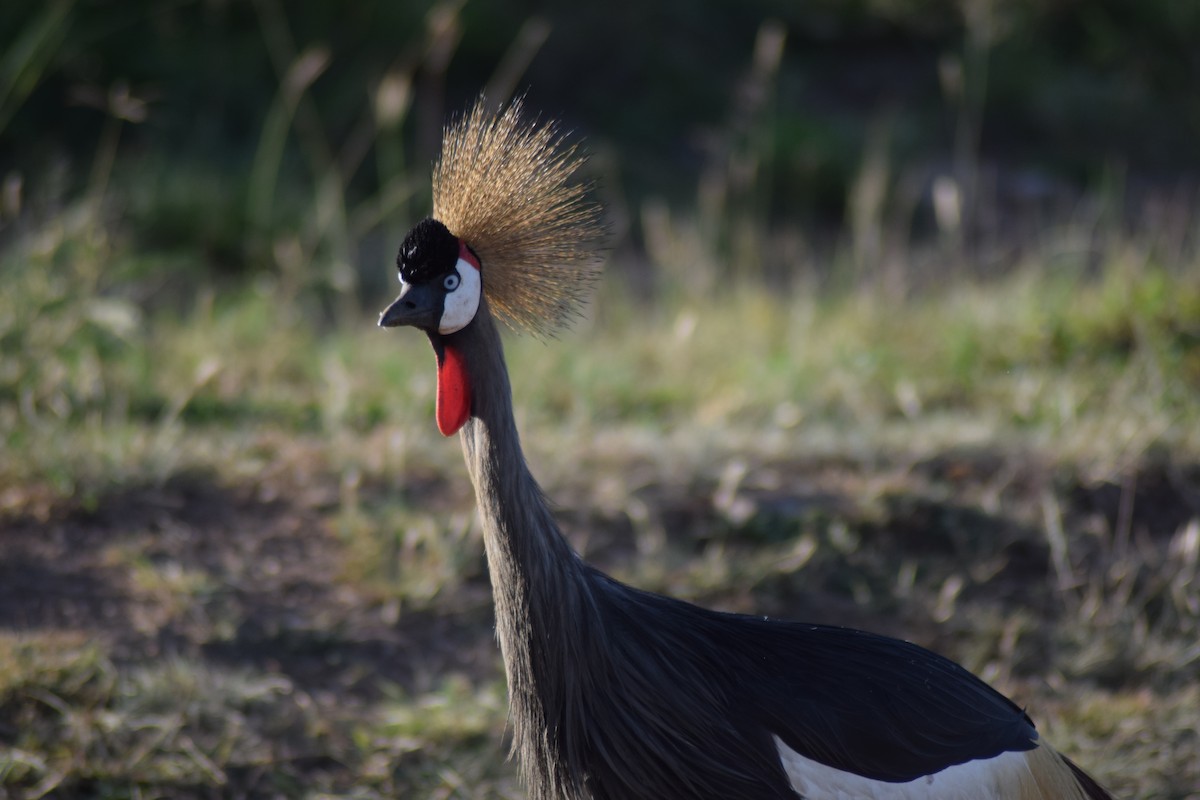 Gray Crowned-Crane - ML623230552