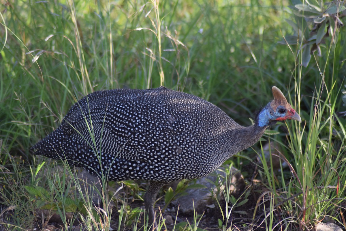 Helmeted Guineafowl - Jonatan Kempa