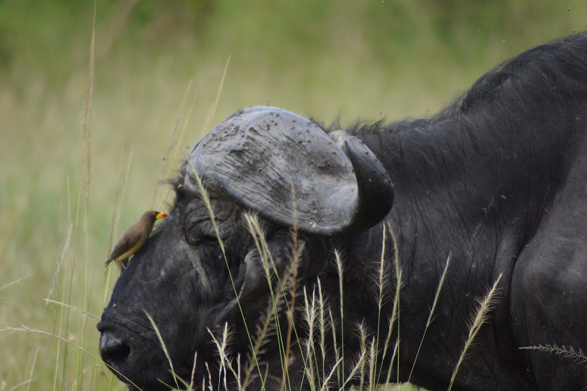 Yellow-billed Oxpecker - ML623230570