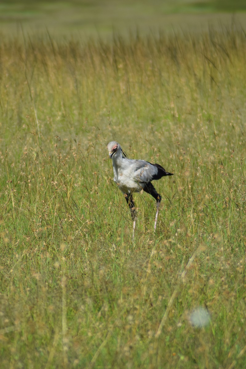 Secretarybird - ML623230589