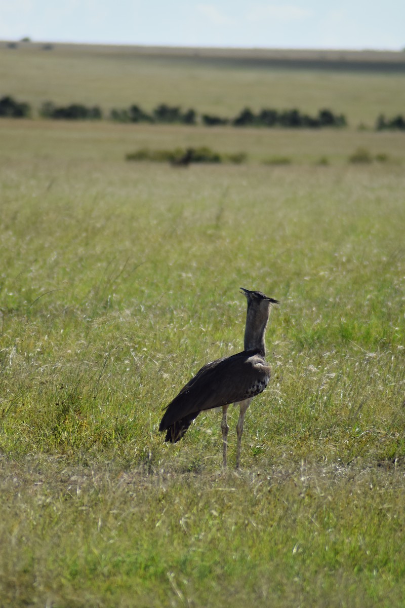 Kori Bustard - ML623230601