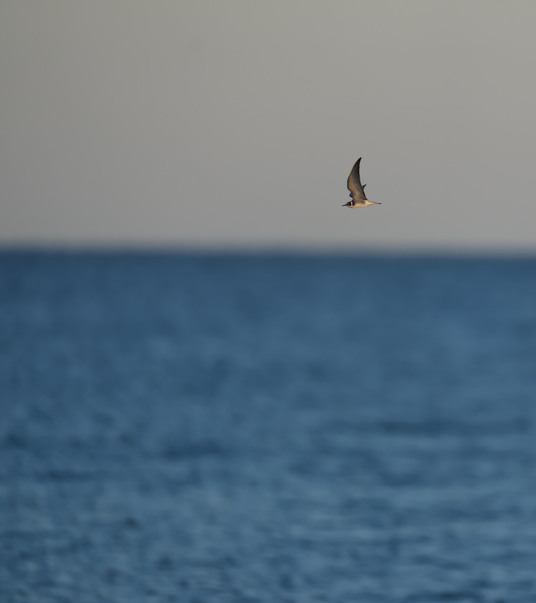 Black Tern - Donald Estep