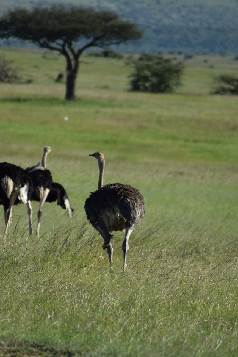 Common Ostrich - ML623230609