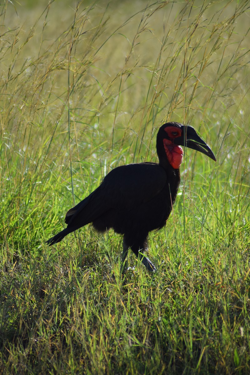 Southern Ground-Hornbill - ML623230617