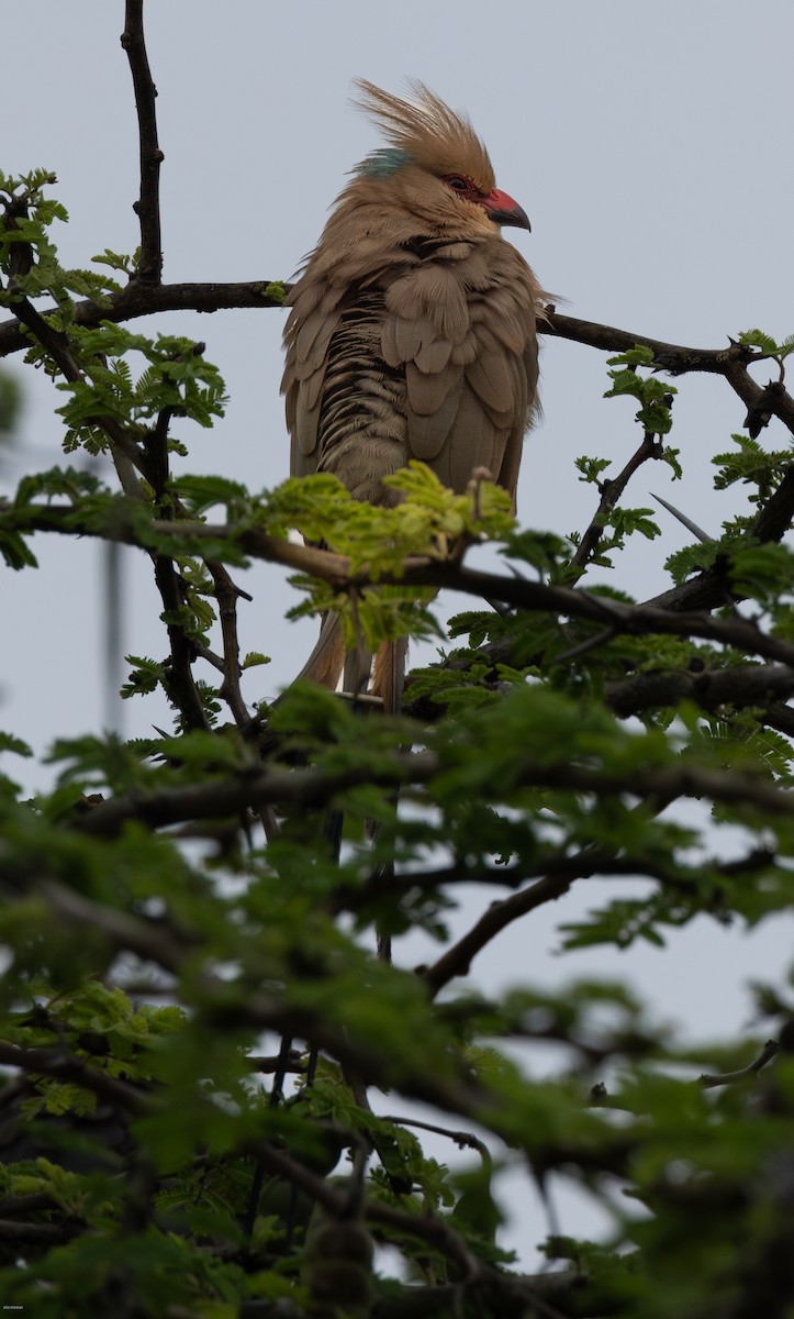 Blue-naped Mousebird - ML623230643