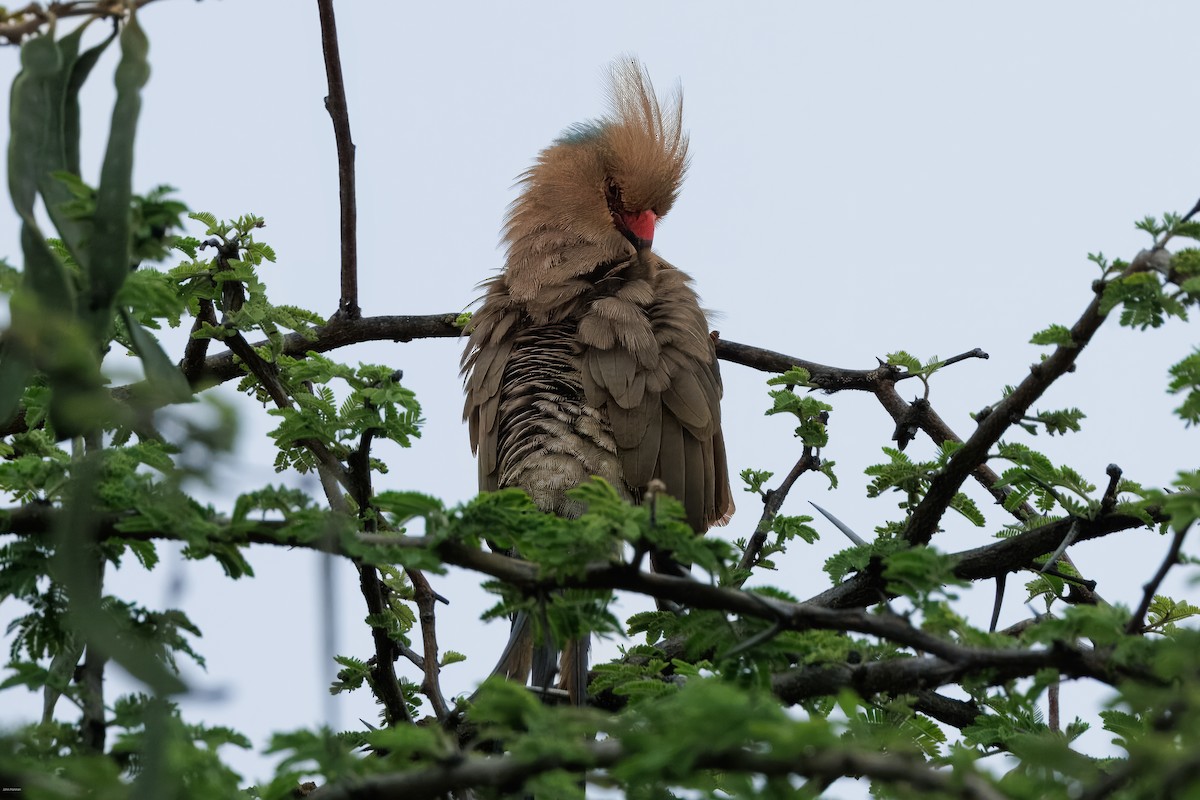 Blue-naped Mousebird - ML623230644