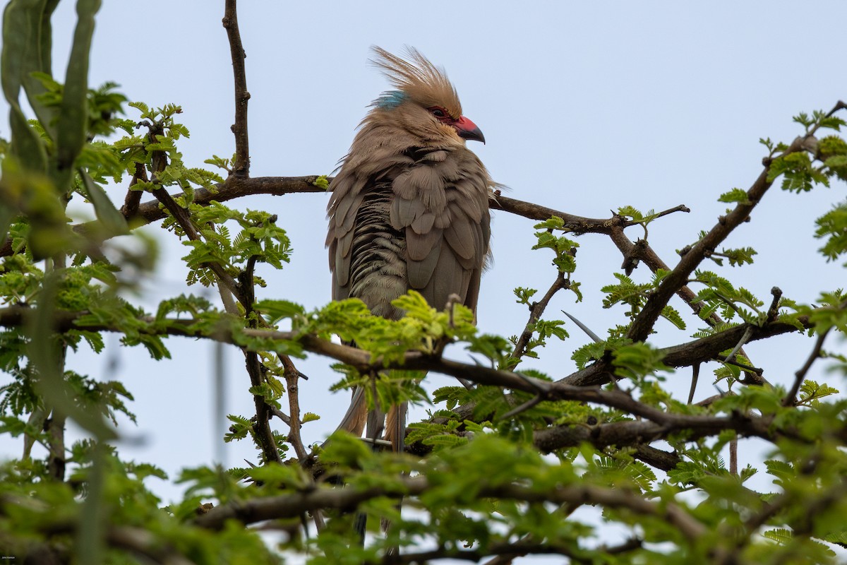 Blue-naped Mousebird - ML623230645