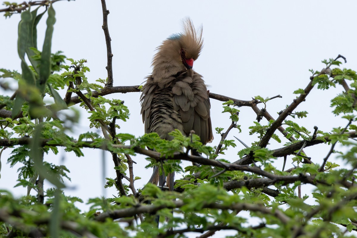 Blue-naped Mousebird - ML623230646