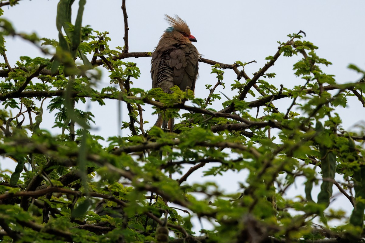 Blue-naped Mousebird - ML623230647