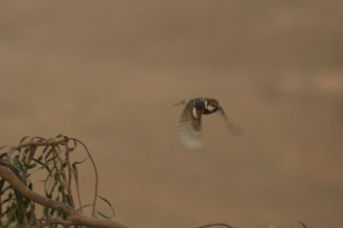 Spanish Sparrow - ML623230694